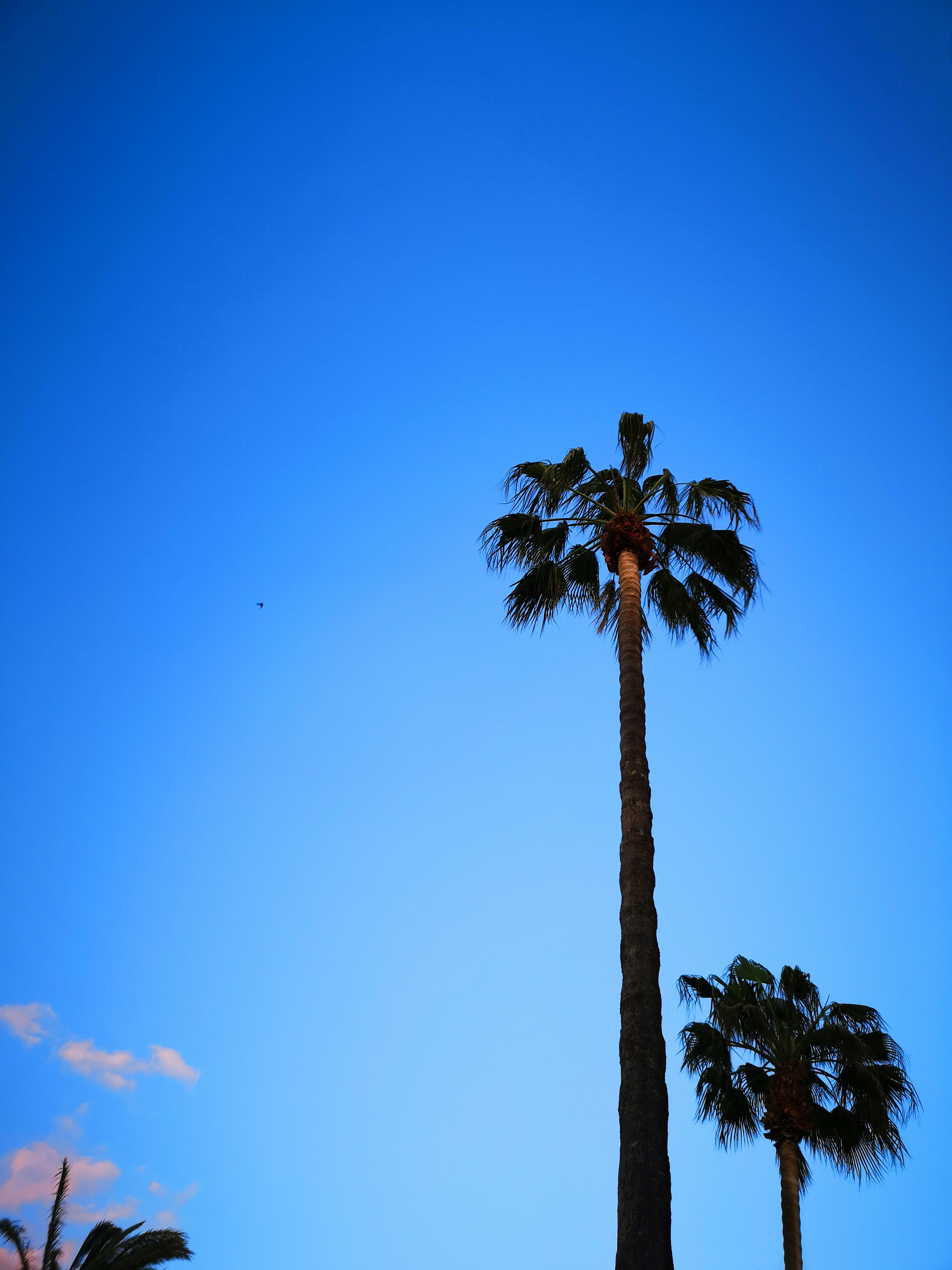 two tall palm trees under clear blue sky